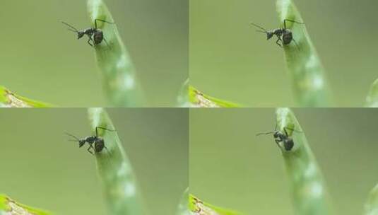 4kl1鼎湖山 植被特写 蚂蚁特写高清在线视频素材下载