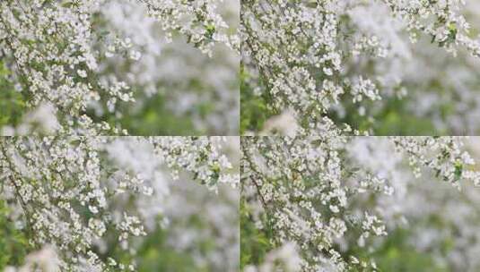 春天白色珍珠菊鲜花在风中摇曳高清在线视频素材下载