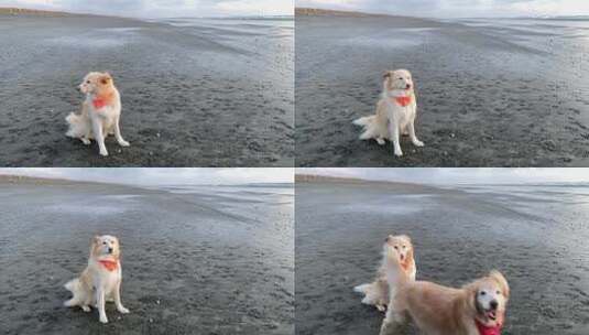 海滩上的狗高清在线视频素材下载