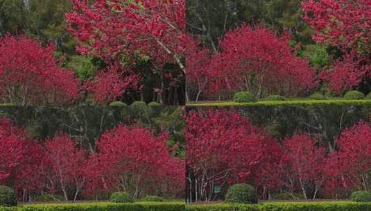 春暖花开桃花盛开高清在线视频素材下载