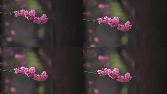 一支独秀樱花高清在线视频素材下载