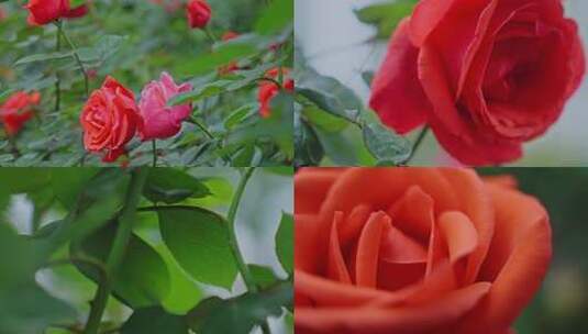 玫瑰花盛开绽放特写空镜高清在线视频素材下载