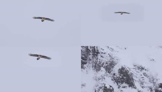 冬季雪山老鹰飞过天空空中盘旋高清在线视频素材下载