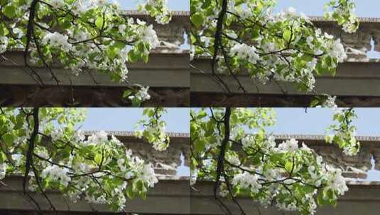 白色樱花桃花梨花实拍高清在线视频素材下载