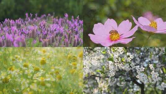 春天百花盛开鲜艳的花朵高清在线视频素材下载