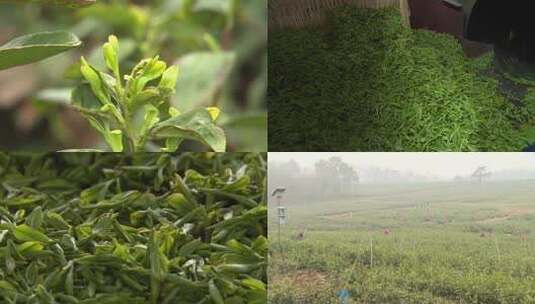 1464 1茶生产 工业 揉茶 茶田高清在线视频素材下载