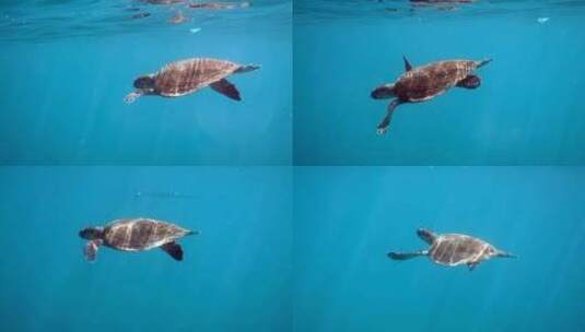 在蓝色的海水中游泳的小鹰嘴龟的水下视频高清在线视频素材下载