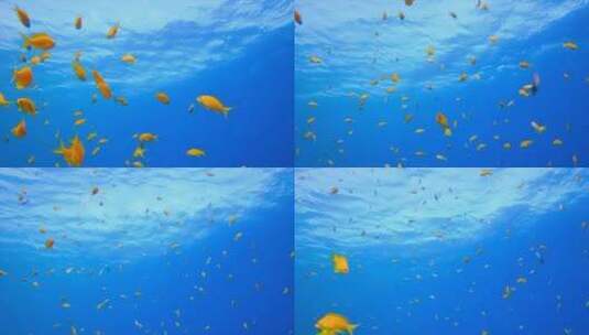 海洋里的热带鱼高清在线视频素材下载