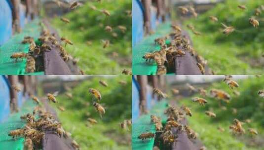 养蜂场蜜蜂飞舞慢镜头高清在线视频素材下载
