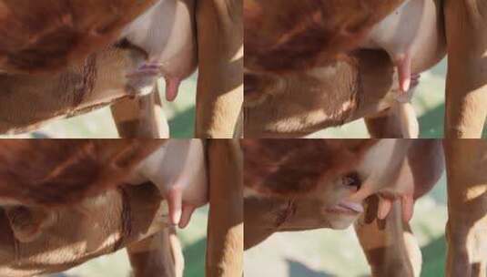 小牛犊吃奶 母牛哺乳高清在线视频素材下载
