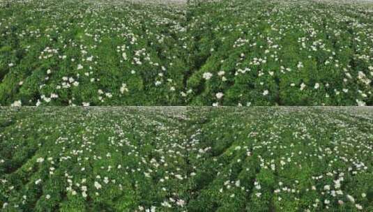 航拍中草药种植基地芍药花田地高清在线视频素材下载