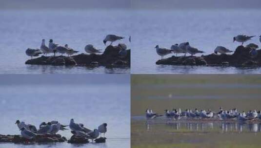 C玛旁雍错湖燕鸥群4k实拍视频高清在线视频素材下载
