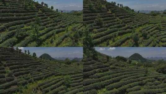 茶园茶叶采茶茶文化茶山高山高清在线视频素材下载