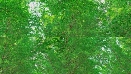 北京中山公园立夏葱绿阳光下银杏树叶高清在线视频素材下载