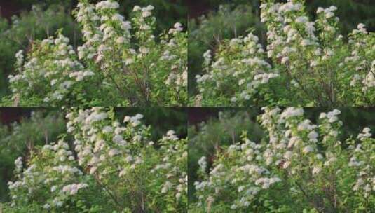 野生药用植物：珍珠梅高清在线视频素材下载