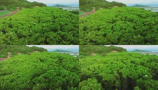 江门红树林 海边红树林 候鸟 栖息地航拍高清在线视频素材下载