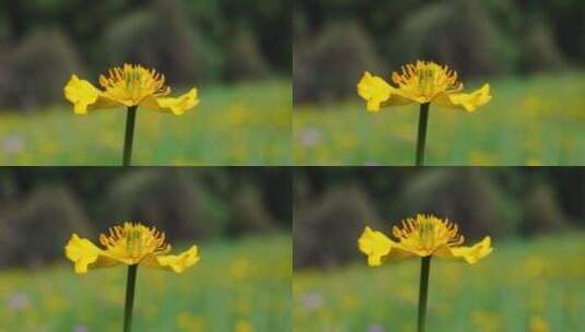 夏季 北方 野花 植物 特写高清在线视频素材下载
