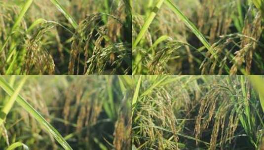 水稻成熟金色的稻子宣传片高清在线视频素材下载