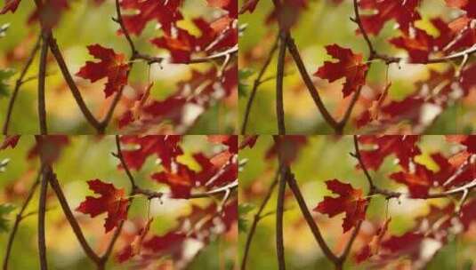 秋天枫树枫叶高清在线视频素材下载