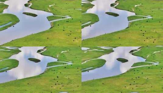 西藏雪山脚下草原上河流边的牦牛群唯美航拍高清在线视频素材下载