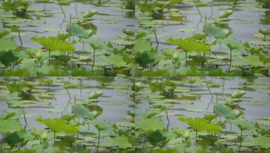 池塘荷叶间飞起的鸟高清在线视频素材下载