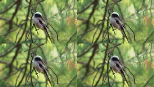 树上的小鸟高清在线视频素材下载