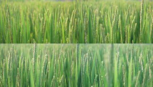 农田水稻稻田稻穗水稻丰收水稻生长高清在线视频素材下载