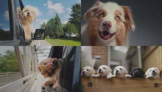 【合集】狗狗前腿搭在行驶的汽车车窗上高清在线视频素材下载