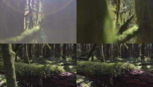 森林苔藓高清在线视频素材下载