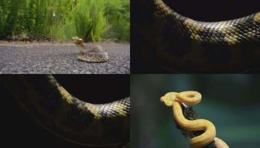 [合集]巴西彩虹蟒蛇蛇黄色犀牛鼠蛇高清在线视频素材下载