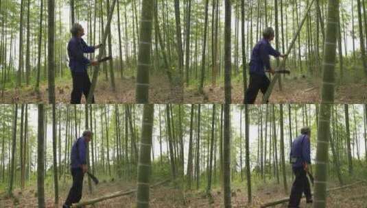 老人竹林中砍竹子寻找材料高清在线视频素材下载