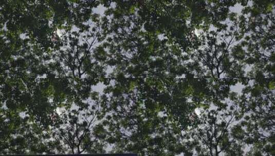 风吹树枝树叶植物实拍高清在线视频素材下载