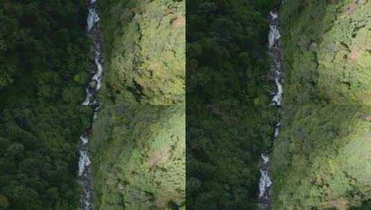 云南风光普洱亚热带原始森林深涧小溪高清在线视频素材下载