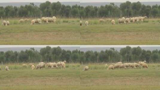 实拍正在吃草的羊群高清在线视频素材下载