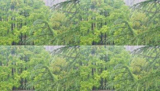 公园大自然雨季下雨雨滴树林树叶雨水高清在线视频素材下载