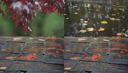 秋 雨 秋天 秋天落叶 秋天风景高清在线视频素材下载