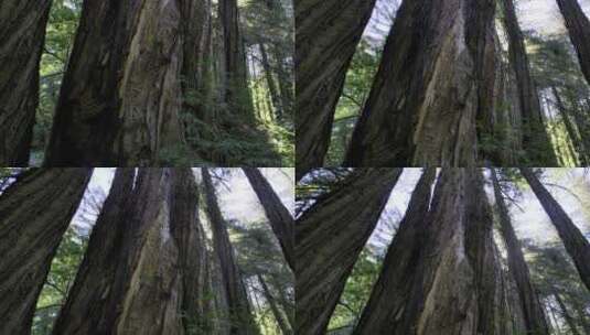森林大树高清在线视频素材下载