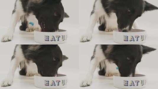 吃饭的狗狗高清在线视频素材下载