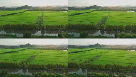 大湾区广东珠海绿油油的稻田乡村田野航拍4k高清在线视频素材下载