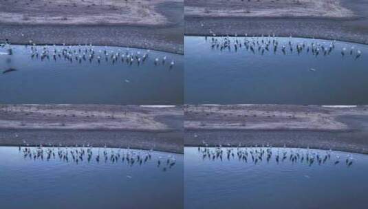 湿地候鸟迁徙 候鸟飞翔高清在线视频素材下载