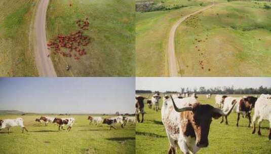 新疆草原上成群结队的牛高清在线视频素材下载