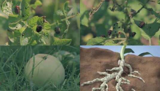 农业植物病虫害高清在线视频素材下载