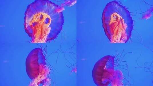 海洋生物海洋馆水母优雅的游动高清在线视频素材下载