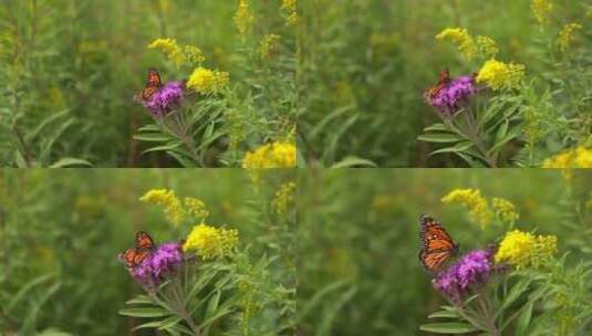 蝴蝶花朵飞舞美丽蝴蝶高清在线视频素材下载