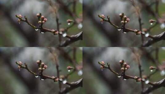 春天雨中的梅花花蕾高清在线视频素材下载