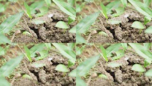 密密麻麻的蚂蚁实拍高清在线视频素材下载