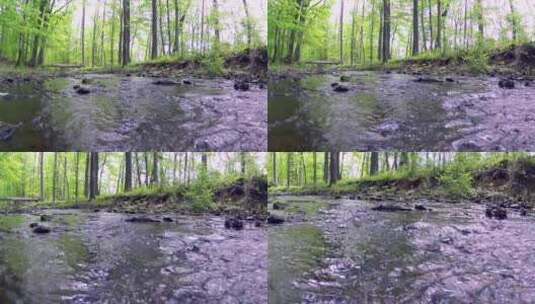 春天 森林里缓缓流淌的小溪高清在线视频素材下载
