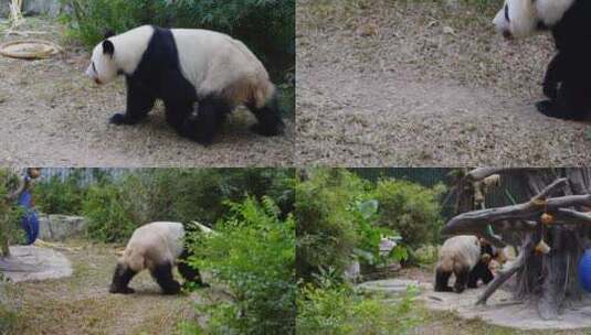 2024广州动物园游览游客大熊猫高清在线视频素材下载