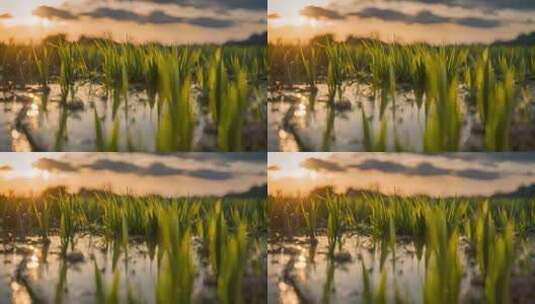 农田水稻特写稻穗特写麦田小麦植物粮食田野高清在线视频素材下载