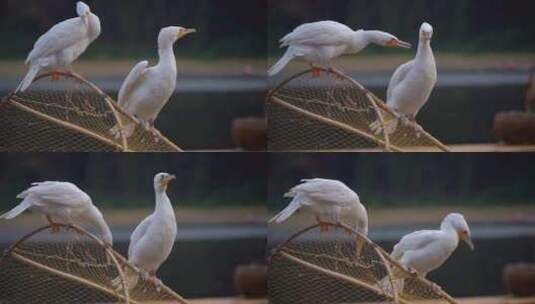 广西桂林阳朔漓江鸬鹚慢动作特写高清在线视频素材下载